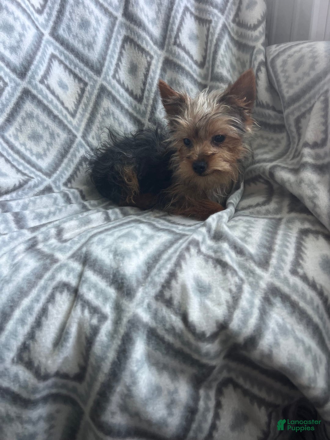Yorkshire Terrier dogs for sale: Tiny Tim - Image 5