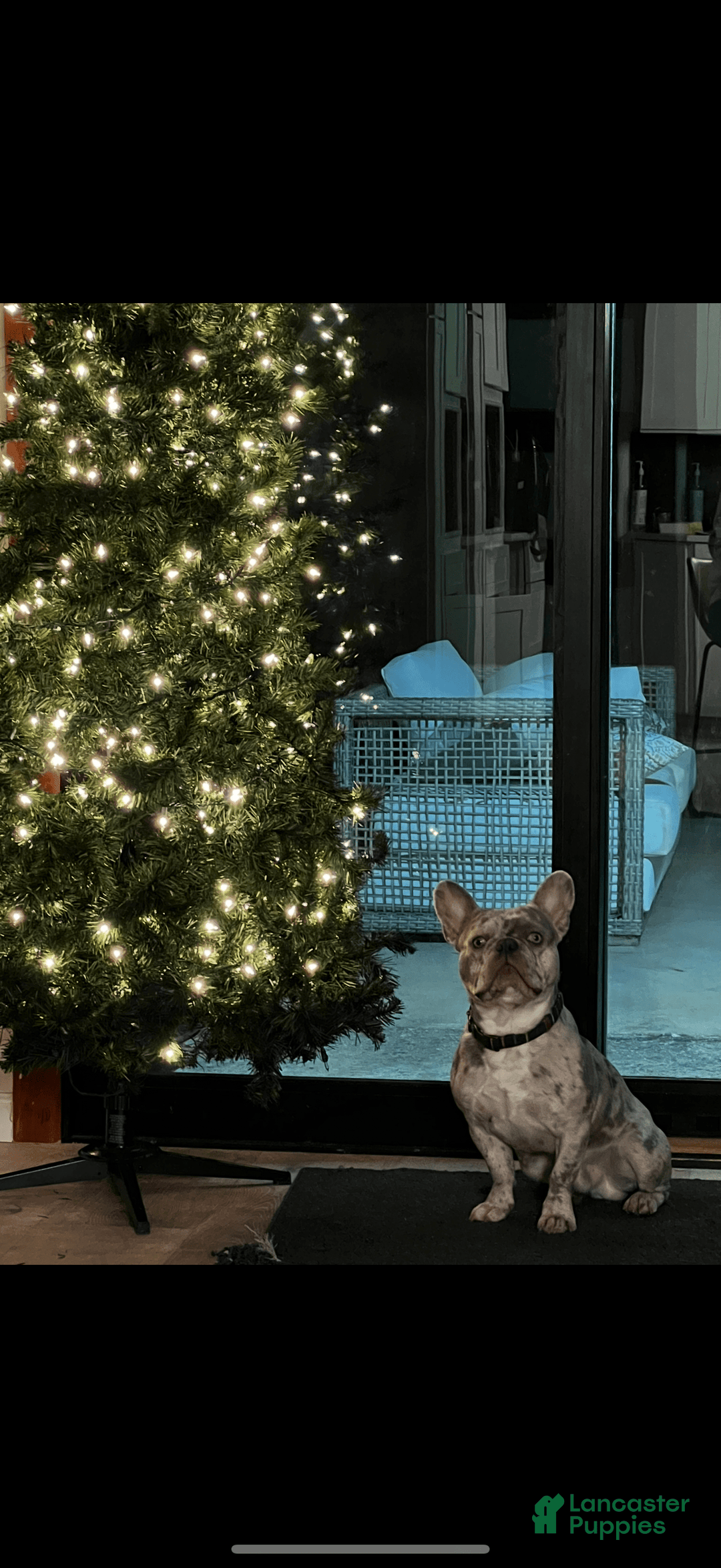 French Bulldog dogs for sale: Royal - Image 6