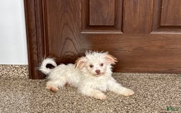 Havanese dogs for sale: Donnie - Image 3