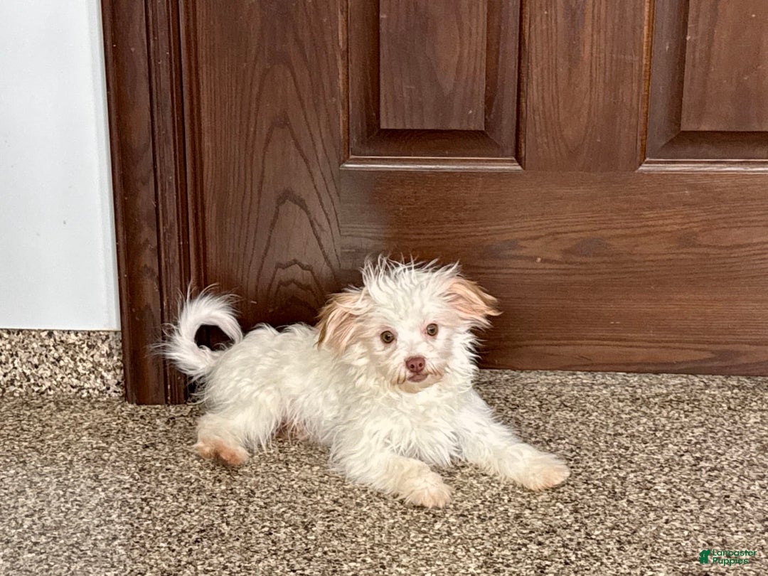 Havanese dogs for sale: Donnie - Image 3