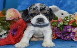 Cocker Spaniel dogs for sale: Tuckerbluetanpartimerlespeckleblueeyecockerpup - Image 11