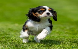 Cavalier King Charles Spaniel dogs for sale: Musketeer - Image 1