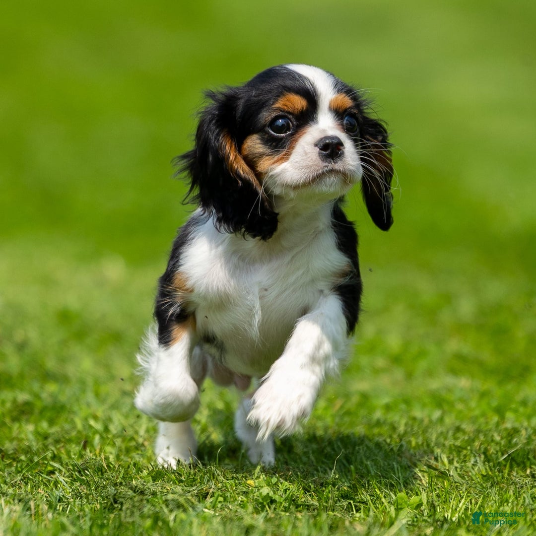 Cavalier King Charles Spaniel dogs for sale: Musketeer - Image 1