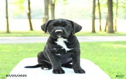 Cane Corso dogs for sale: Montana - Image 3