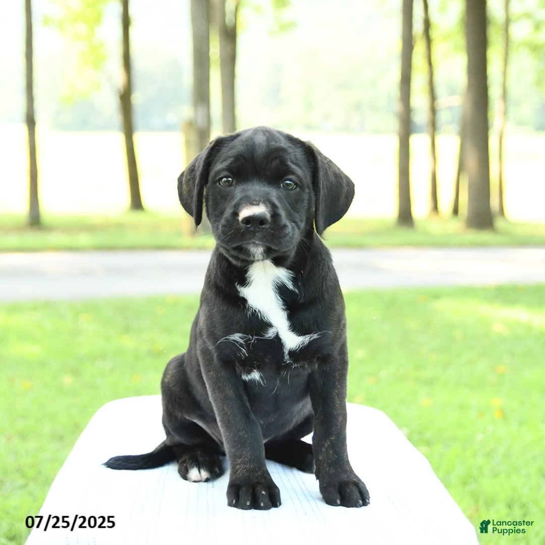 Cane Corso dogs for sale: Montana - Image 3