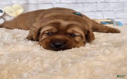 Labrador Retriever dogs for sale: Teal Girl - Image 1
