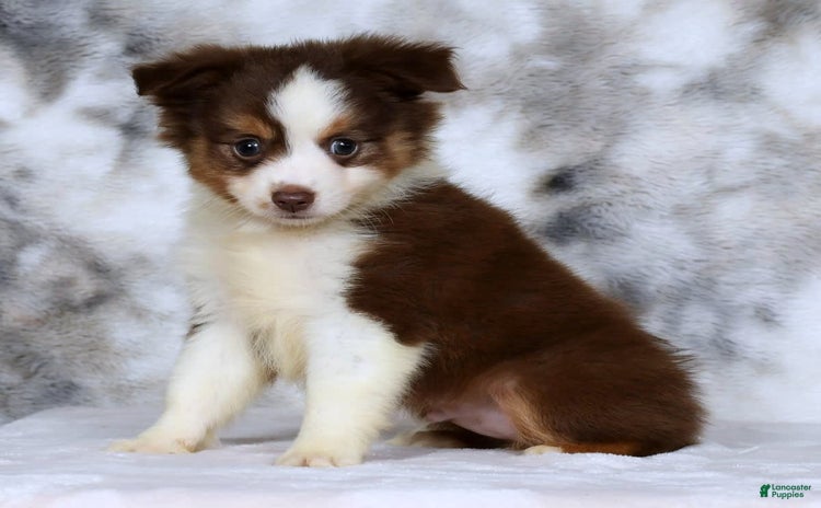  dogs for sale - Ad 2