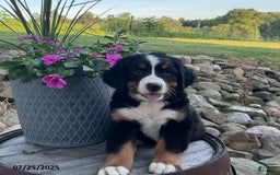 Bernese Mountain Dog dogs for sale: Hailey - Image 3