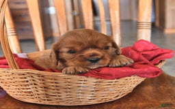 Cavalier King Charles Spaniel dogs for sale: Charlie - Image 4