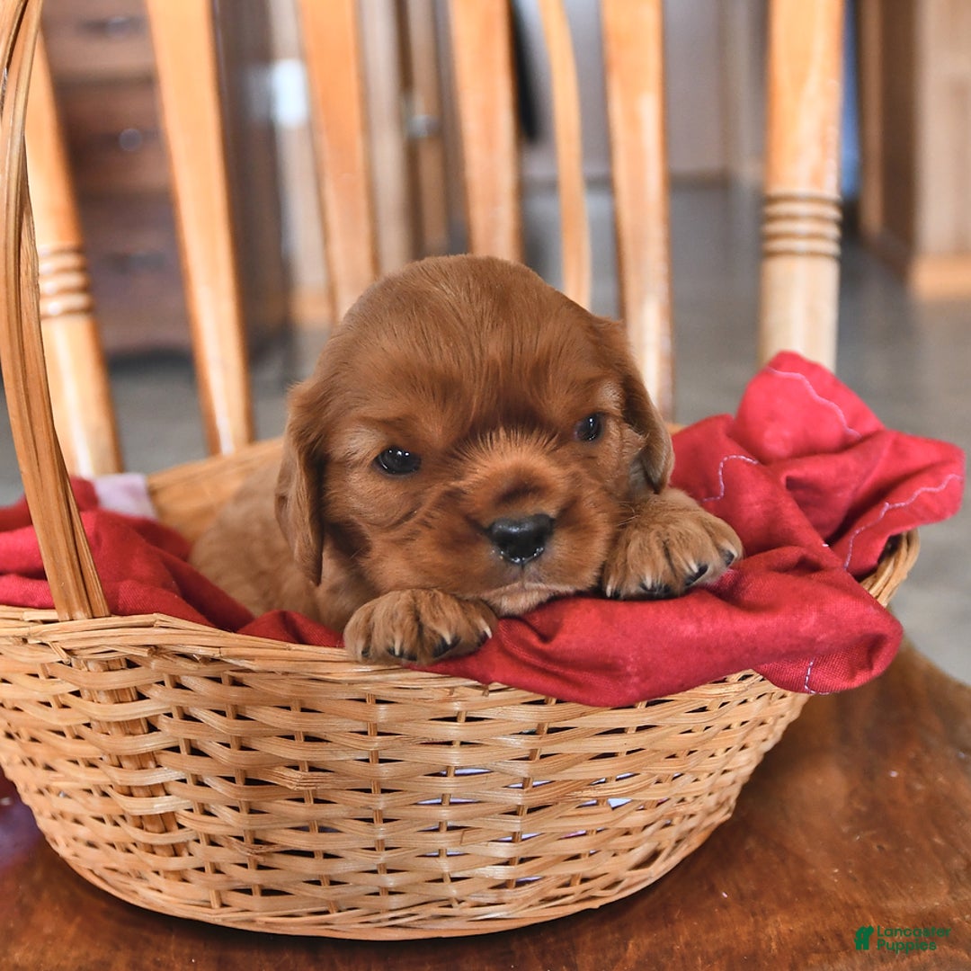 Cavalier King Charles Spaniel dogs for sale: Charlie - Image 4