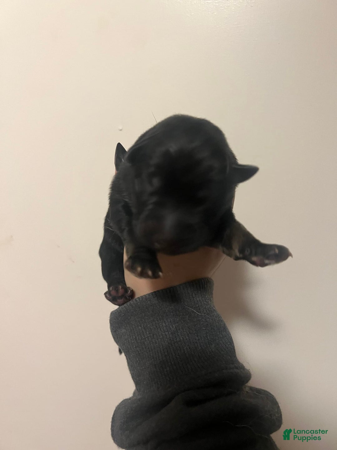 German Shepherd dogs for sale: Juliet - Image 1