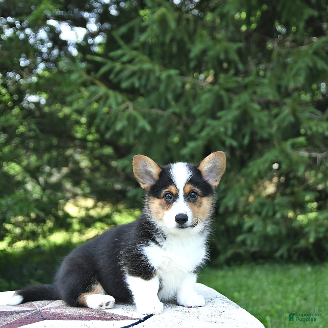Welsh Corgi Pembroke dogs for sale: Tiffany - Image 4