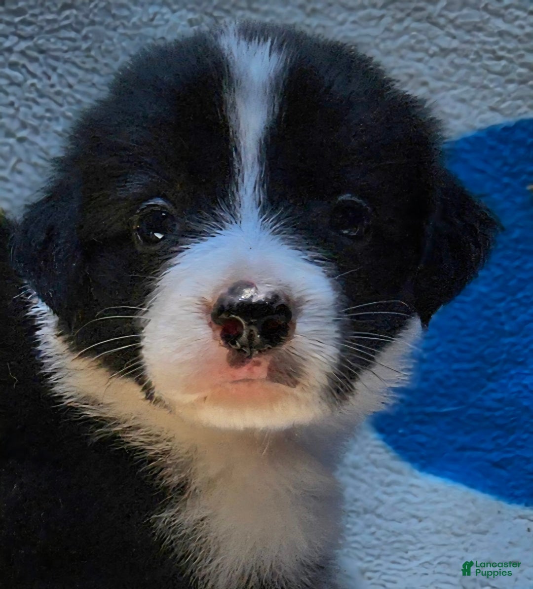 Border Collie dogs for sale: Donnie - Image 5