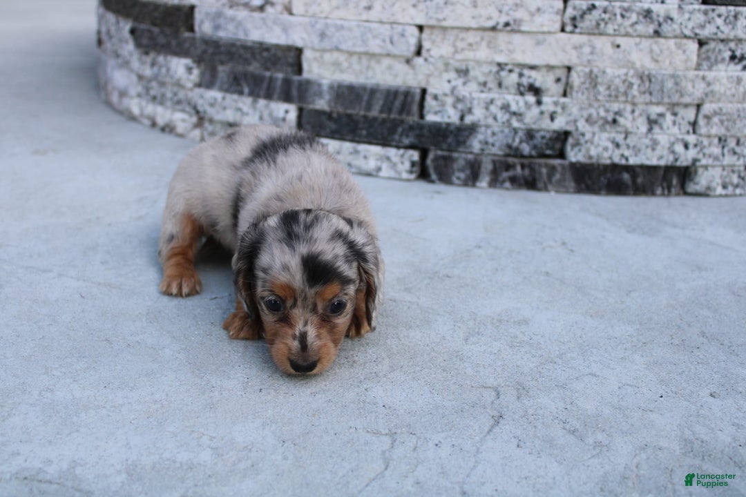 Miniature Dachshund dogs for sale: Carrie Mini - Image 8