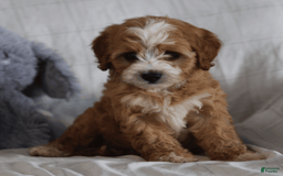 Cavapoo dogs for sale: Ryan - Image 3