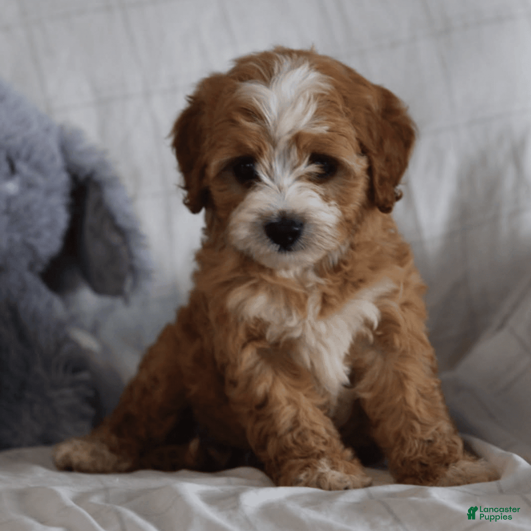 Cavapoo dogs for sale: Ryan - Image 3