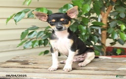 Rat Terrier dogs for sale: Rover - Image 5