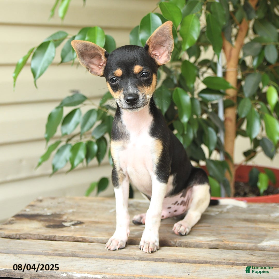 Rat Terrier dogs for sale: Rover - Image 5