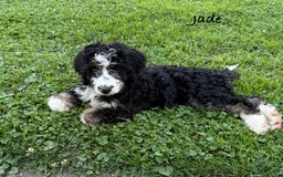 Bernedoodle dogs for sale: Jade 77814 - Image 7