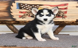Siberian Husky dogs for sale: Ruby - Image 4