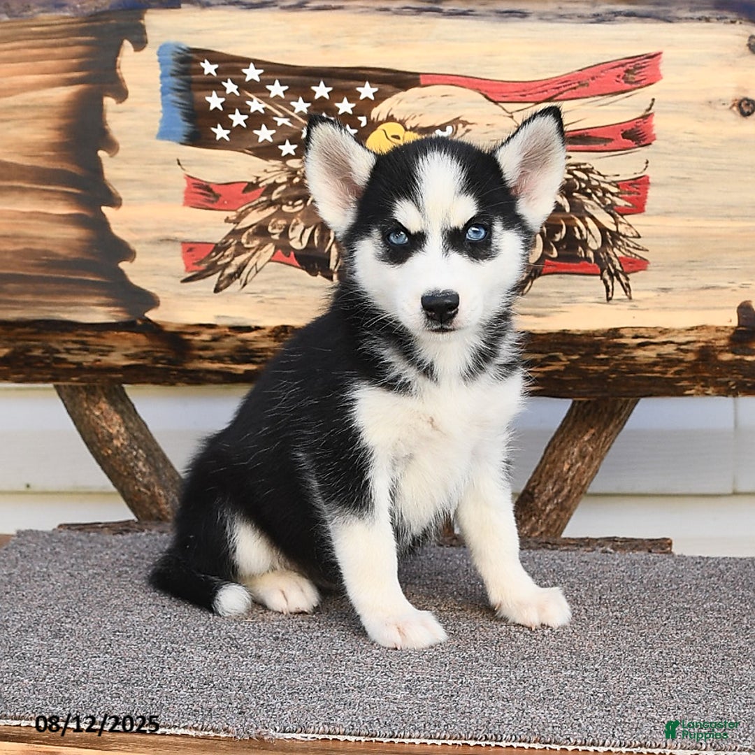 Siberian Husky dogs for sale: Ruby - Image 4