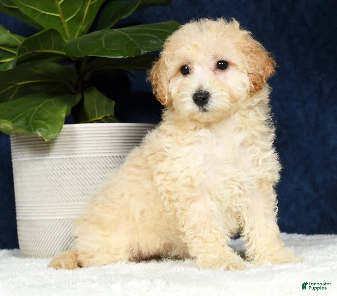 Bichpoo dogs for sale: Kaitlyn - Image 14