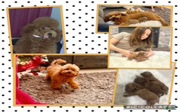 Toy Poodle dogs for sale: Jack - Image 5