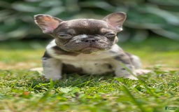 French Bulldog dogs for sale: Chocolate Merle - Image 4