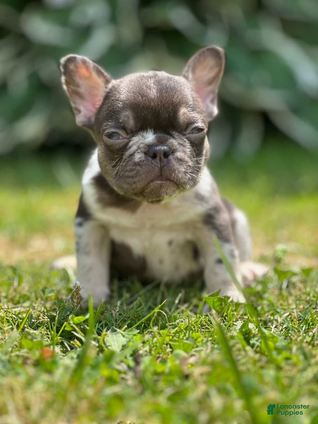 French Bulldog dogs for sale: Chocolate Merle - Image 4