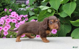 Dachshund dogs for sale: Princess - Image 9