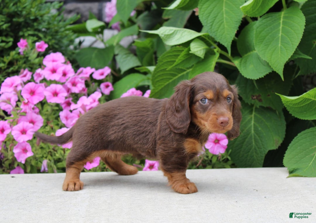 Dachshund dogs for sale: Princess - Image 9