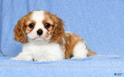 Cavalier King Charles Spaniel dogs for sale: Lance - Image 6