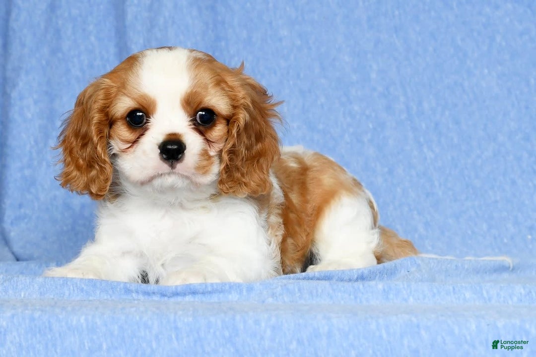Cavalier King Charles Spaniel dogs for sale: Lance - Image 6