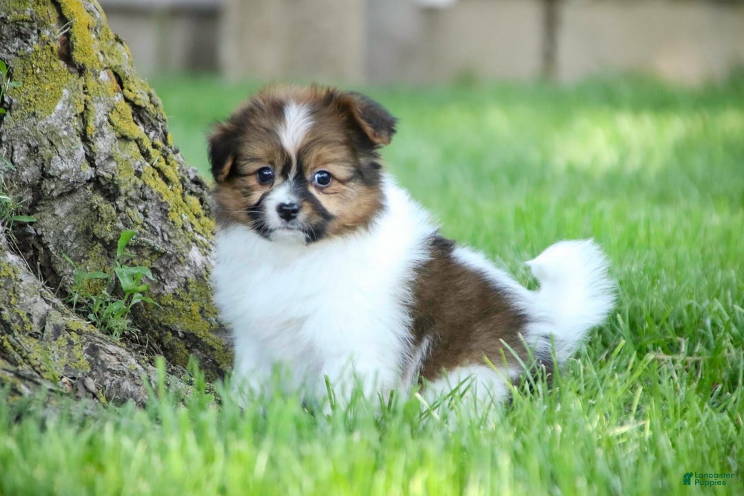 Papillon dogs for sale: Rome - Image 25
