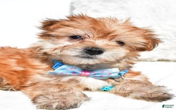 Morkie dogs for sale: Rizzo Teacup - Image 5