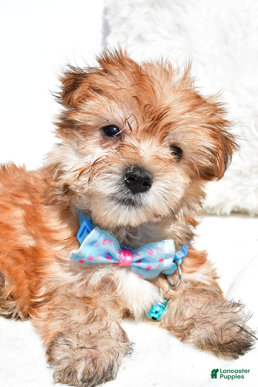 Morkie dogs for sale: Rizzo Teacup - Image 5