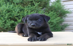 Labrador Retriever dogs for sale: Labrador Retriever 8 puppies - Image 9