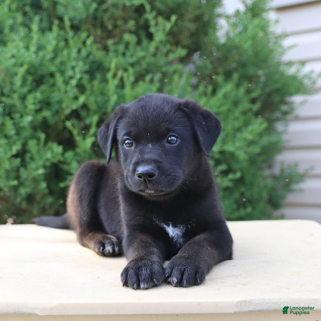 Labrador Retriever dogs for sale: Labrador Retriever 8 puppies - Image 9