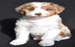 Mini Aussiedoodle dogs for sale: Julia - Image 8