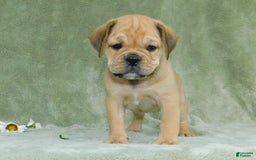 English Bulldog dogs for sale: Brody - Image 3