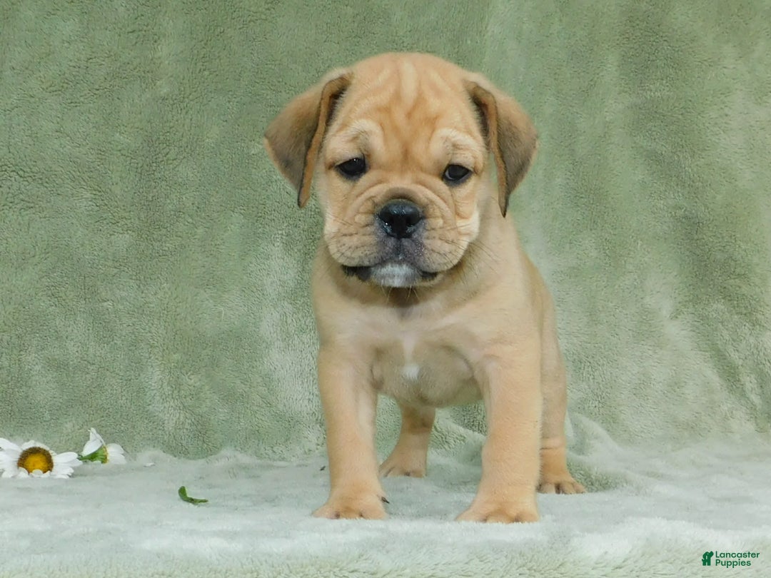 English Bulldog dogs for sale: Brody - Image 3