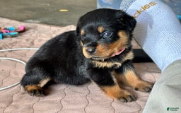 Rottweiler dogs for sale: Pink Collar - Image 12