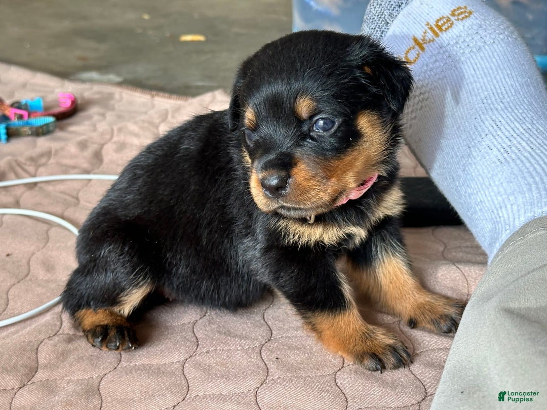 Rottweiler dogs for sale: Pink Collar - Image 12
