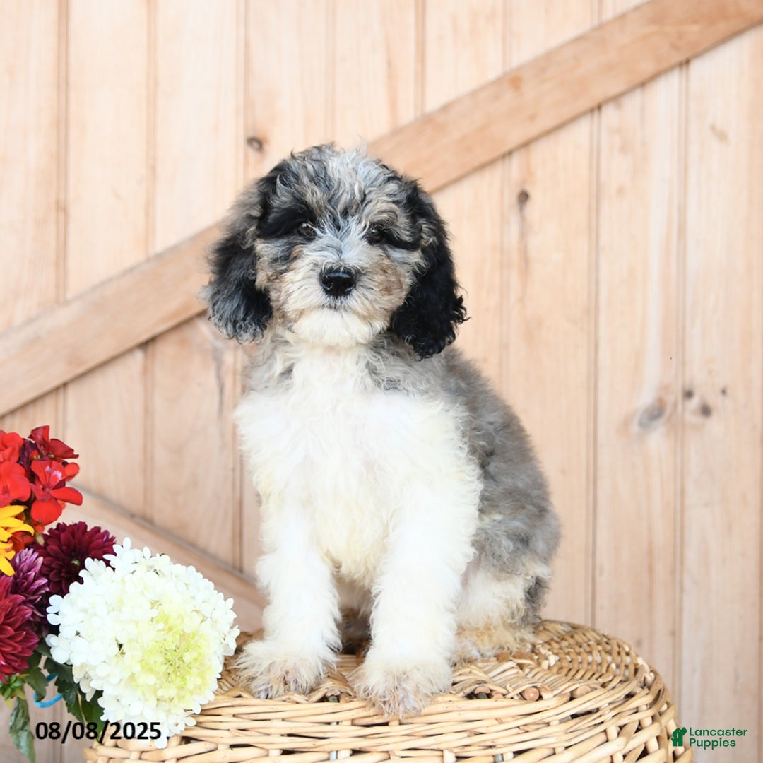 Miniature Poodle dogs for sale: Toby - Image 1