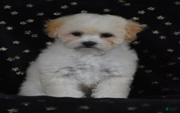 Miniature Poodle dogs for sale: Oakley - Image 3