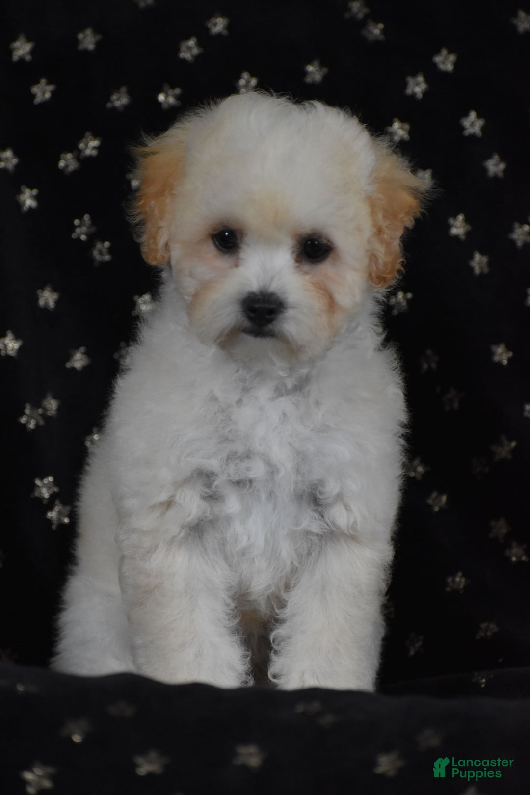Miniature Poodle dogs for sale: Oakley - Image 3