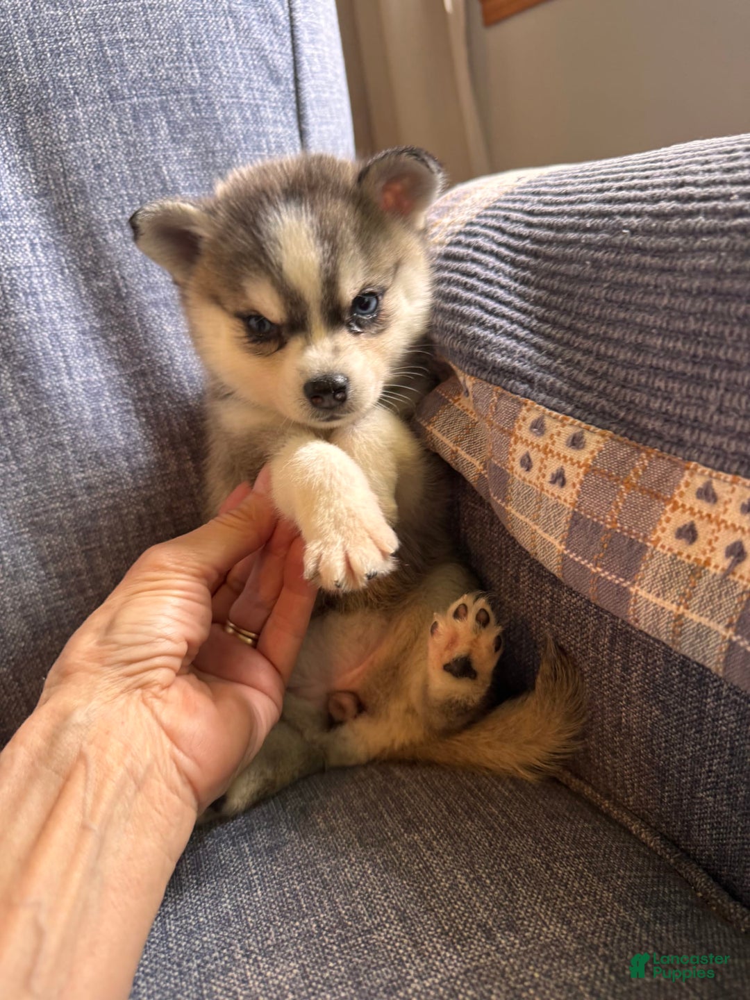 Alaskan Klee Kai dogs for sale: Blue Katie - Image 2