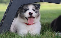 Border Collie dogs for sale: Diesel - Image 6