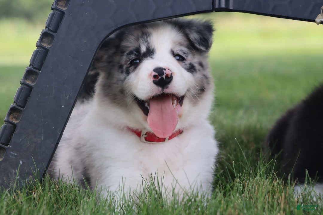 Border Collie dogs for sale: Diesel - Image 6