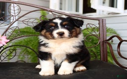 Australian Shepherd dogs for sale: Tango - Image 1